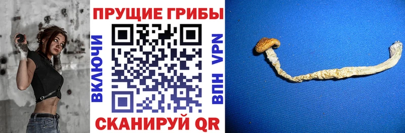 мега как зайти darknet наркотические препараты Псилоцибиновые грибы ЛСД как найти закладки Солигалич